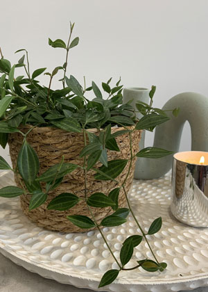 psychology service for adults